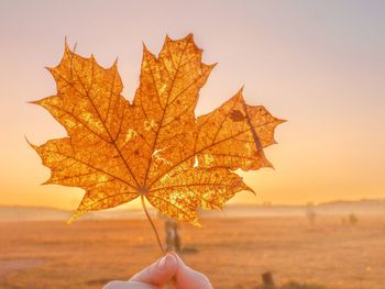 Person holding maple leaves during autumn