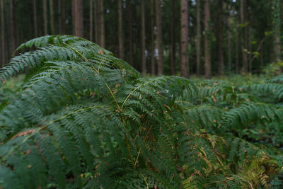 Close-up of pine tree in forest