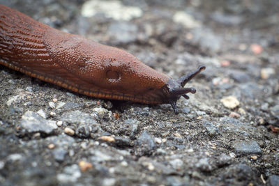 Close-up of a lizard on a land