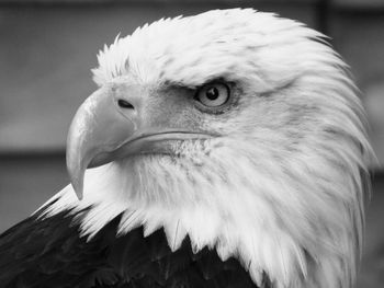 Close-up of bald eagle