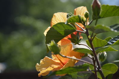Close-up of flowers