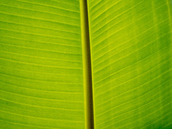 Full frame shot of palm leaf