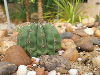 Close-up of succulent plant growing on rock