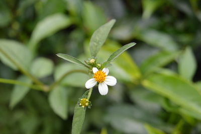 Close-up of honey bee on flowering plant