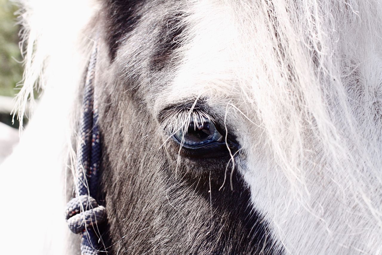 CLOSE-UP OF A HORSE