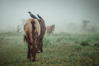 Crow sitting on horse at field in morning