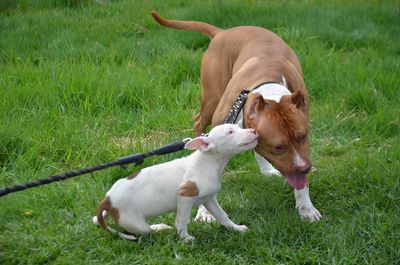 Dogs standing on field