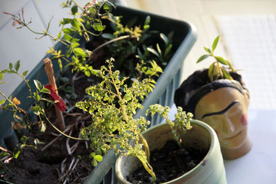 High angle view of potted plants