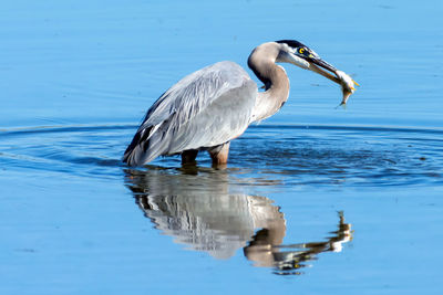 Gray heron on lake
