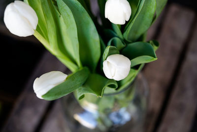 Close-up of white flowering plant