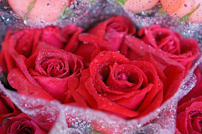 Close-up of wet red rose