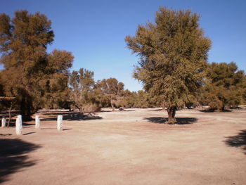 Scenic view of trees against clear blue sky