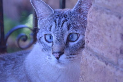 Close-up portrait of cat