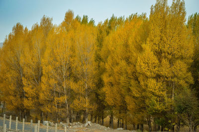 Close-up of yellow trees against sky