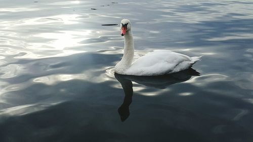 View of swan in lake