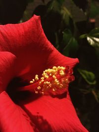 Close-up of red flower blooming outdoors