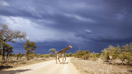 View of horse cart on land