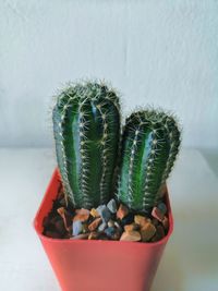 Close-up of succulent plant in pot