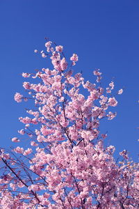 Low angle view of blooming tree against clear sky