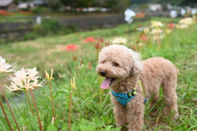 Close-up of dog on field