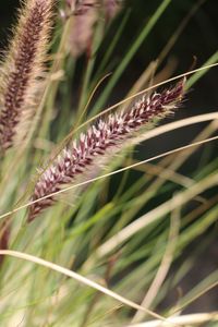 Close-up of reed growing in field