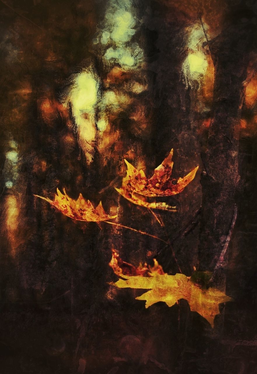 night, autumn, leaf, close-up, flame, orange color, burning, nature, change, glowing, no people, outdoors, dry, tree, dark, tranquility, fire - natural phenomenon, season, tree trunk, yellow