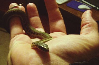 Close-up of cropped hand