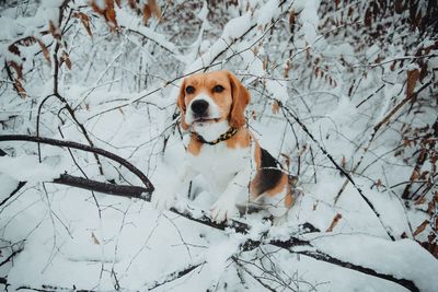 Dog standing on snow covered land