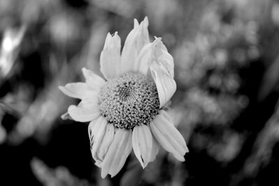 Close-up of flowering plant