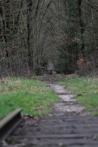 Footpath amidst trees in forest