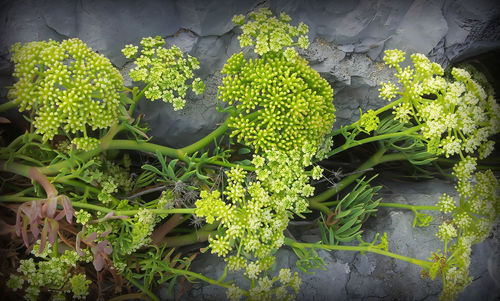 Close-up of plants