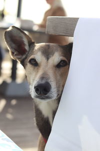 Close-up portrait of dog