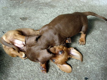 High angle view of puppy