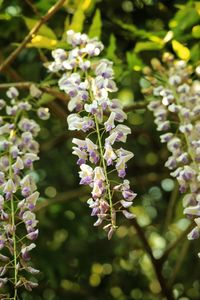 Close-up of purple flowering plant