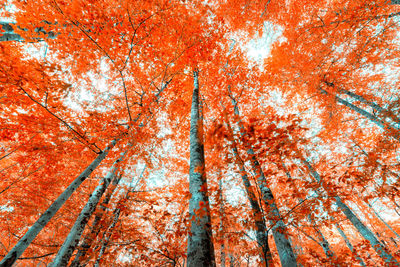 Low angle view of trees in forest during autumn