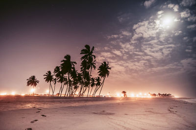 Palm trees on beach against sky during sunset