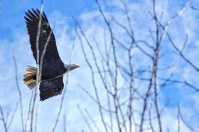 Low angle view of bird flying