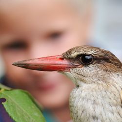 Close-up of a bird
