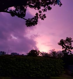 Low angle view of trees against sky at sunset