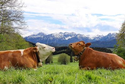 Cows in a field