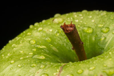 Close-up of raindrops on leaf