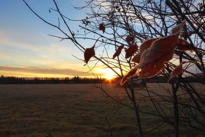 Silhouette trees on field against sky during sunset