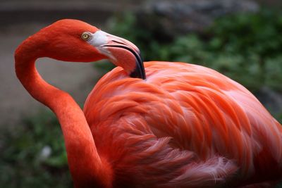 Close-up of flamingo on field