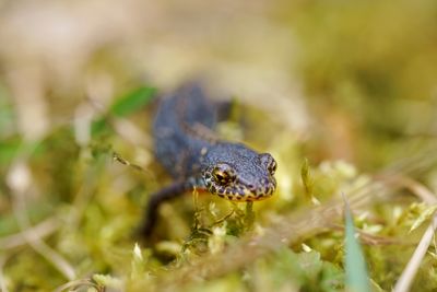 Close-up of frog on field