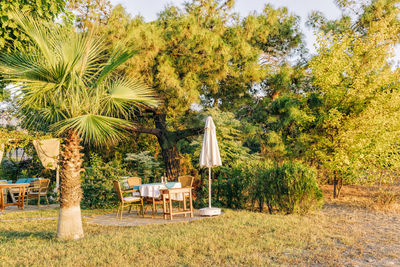 Palm trees on field