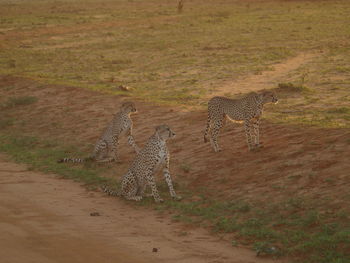 Cheetas on the prowl