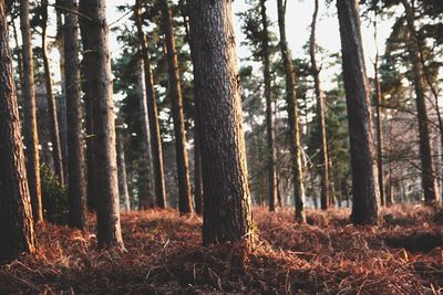 Trees in forest