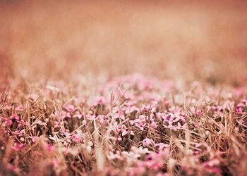 Close-up of pink flowering plants on field