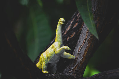 Close-up of lizard on tree