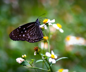 Butterfly pollinating on flower